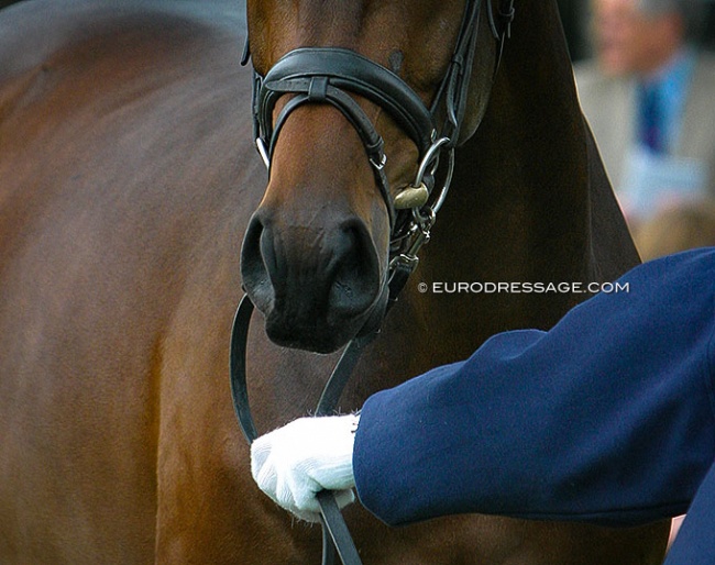 Photo of the nose of a mare at a breed show in 2004 :: Photo © Astrid Appels