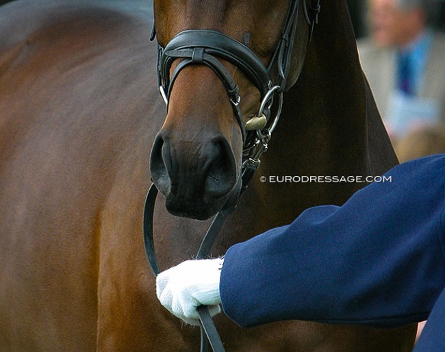 Photo of the nose of a mare at a breed show in 2004 :: Photo © Astrid Appels