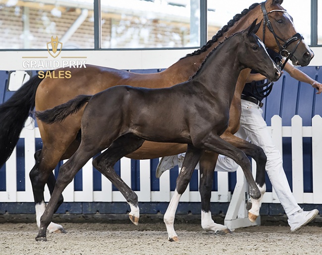 Senna van de Broeken [Total MClaren x Charmeur] colt