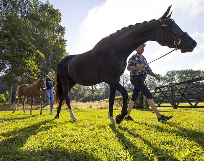 Foal Auction Prinsjesdag 