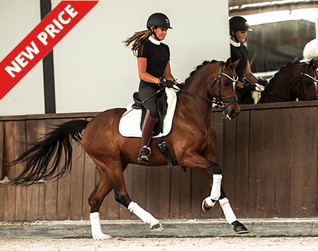 FEI Dressage pony schoolmaster by Hagelkruis Valentijn x Morgenland's Andor