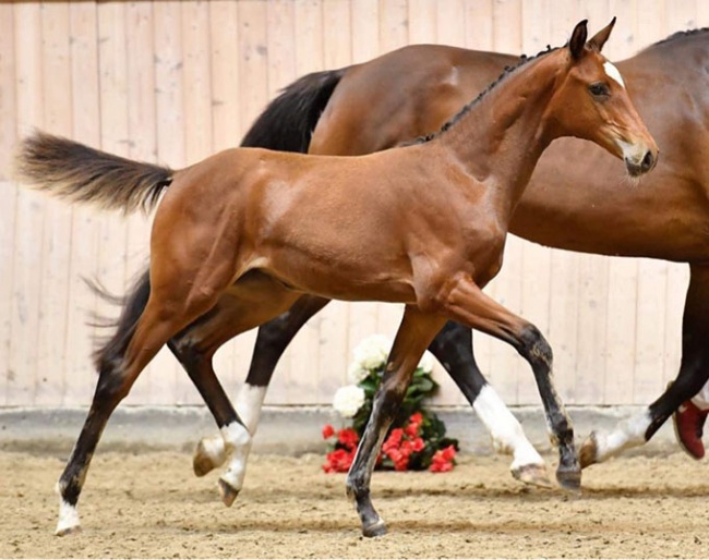 Northside Felicity (by Franklin x Don Schufro)