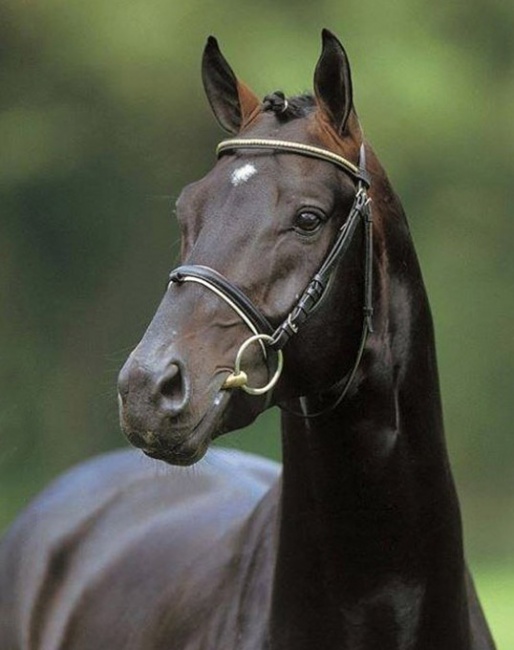 Sunny-Boy as a young stallion standing at stud at Paul Schockemöhle's yard in Mühlen, Germany :: Photo © Schockemöhle Deckhengste