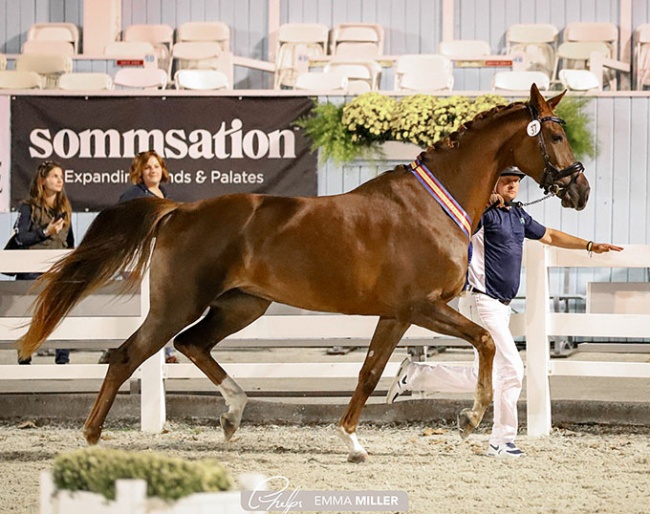 Noblewood Tarpania (by Revolution x Furst Romancier) is the 2022 Devon Breed Show Grand Champion :: Photos © Emma Miller