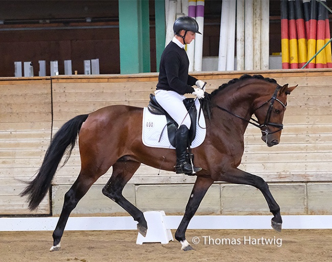 Extra Gold at the shortened suitability test in Warendorf on 12 - 14 September 2022 :: Photo © Thomas Hartwig