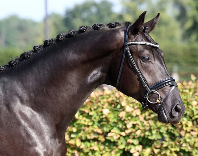  Fitalos (by Franklin x De Niro x Wanderbusch II), the maternal half brother to the 2022 World Young Horse Championship silver medal winning Vitalos. 