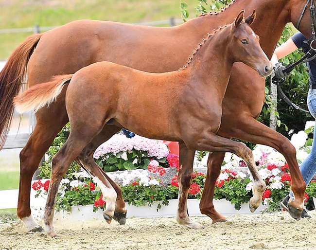 Boucheron (by Baron x De Niro x Sevillano xx)