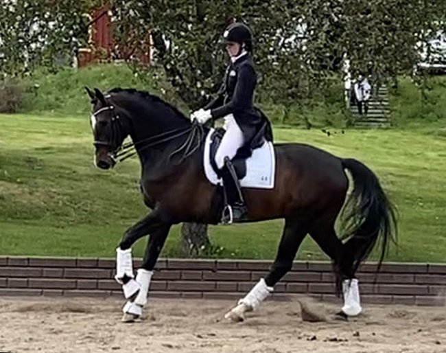 Sir Doriol (by Sir Oldenburg x Don Primero)