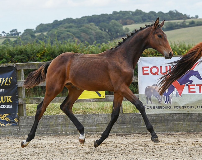Newton Snowdon (by Sezuan x Revolution x Furstenball)