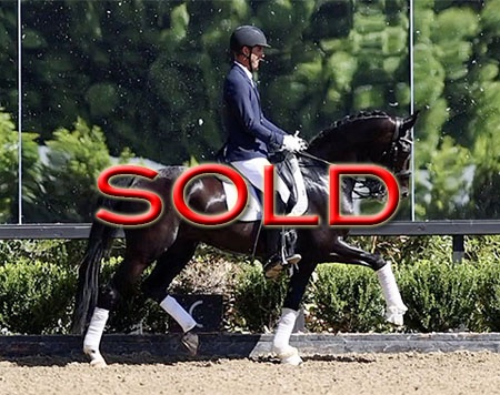 SOLD in a few weeks time - Kali ED (by Blue Hors Zack x Sandro Hit)