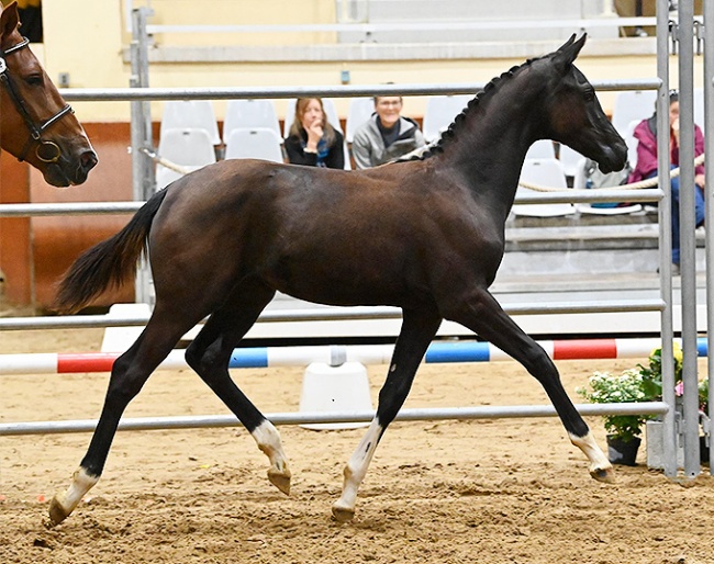 Miu Miu de Hus is the 2022 French Filly Foal Champion :: Photo © Les Garennes