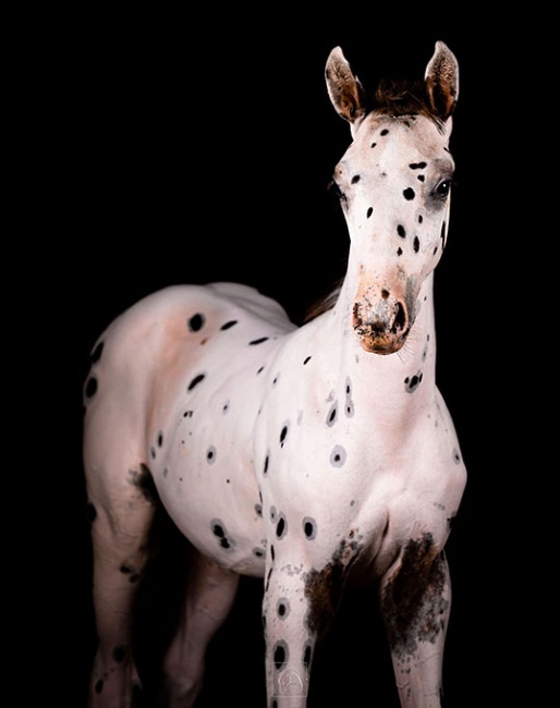 Constellation MHF (by Pax Asgard af Pegasus x Donarweiss GGF) winner of the IBC Knabstrupper class at the 2022 Dressage at Devon breed show