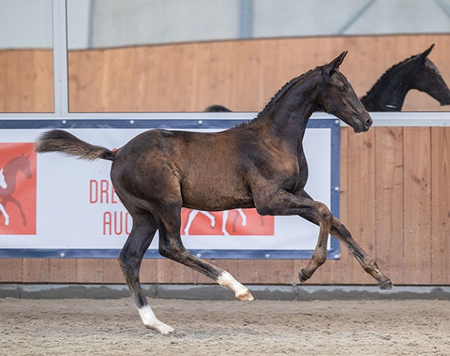 Sunshine V.Z. - Impressive son of two-times World Young Horse Champion Kjento!