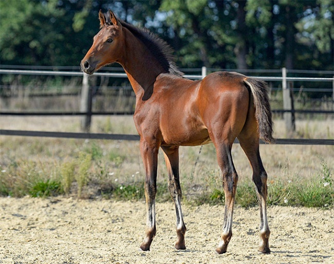 “Glückskeks”, a colt by Galaxy out of a Dimaggio dam line :: Photo © Julia Packeiser