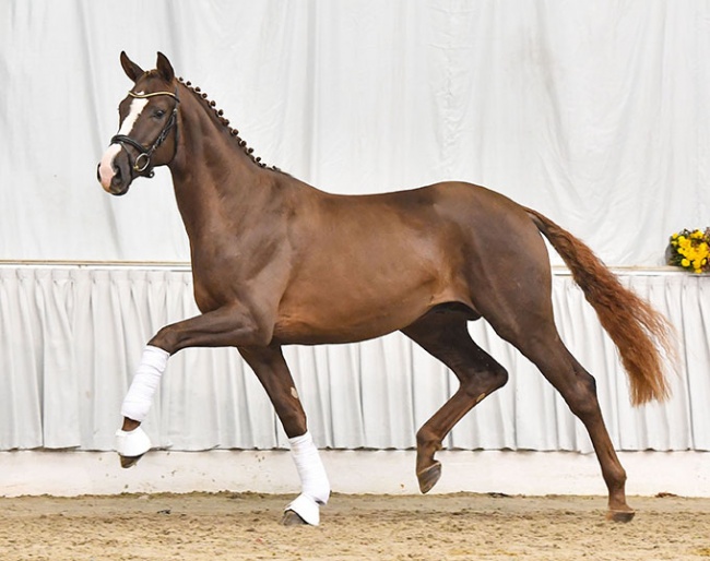 Broadway M (by Bon Courage x Royal Classic) :: Photo © Kiki Beelitz