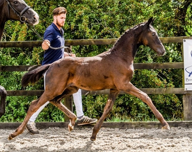 Glamour Time (by Glamourdale x Sir Donnerhall x De Niro)