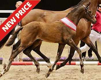 Dream Catcher A, 2022 Danish Warmblood Colt Foal Champion :: Photos © Horsenews.dk