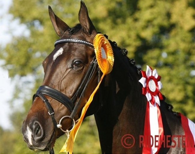 Bøgegårdens Don Romina in 2006 :: Photo © Ridehesten