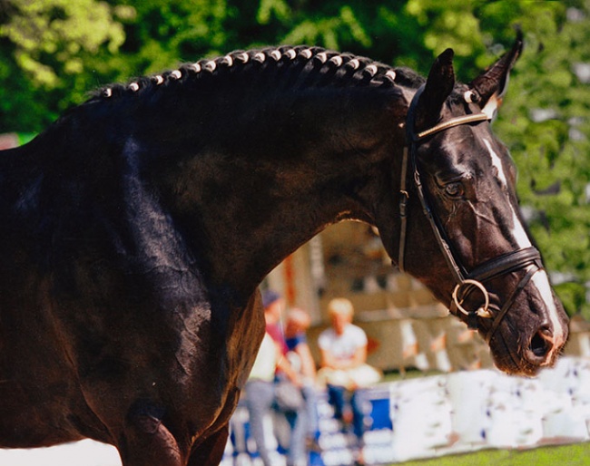 Dressage Royal :: Photo © Martin Sprehe