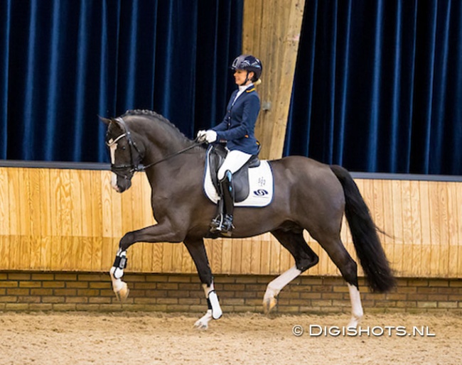 Maxime van der Vlist and Next Level at the start of the 2021-2022 KWPN Stallion Performance Test :: Photo © Digishots