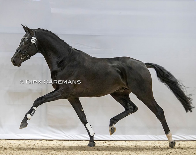 Obsession Taonga at the 2022 KWPN Stallion Licensing :: Photo © Dirk Caremans
