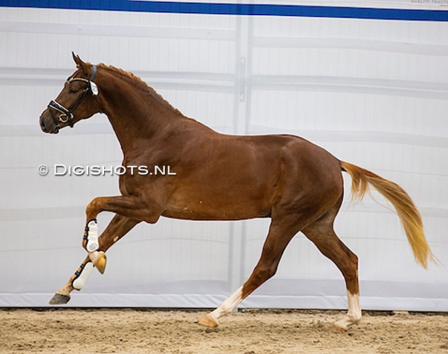 Pablo Picasso (by Taminiau X Florencio) at the pre-selection for the 2023 KWPN Stallion Licensing. He is owned by Dutch team riders Emmelie Scholtens, Edward Gal and Hans Peter Minderhoud :: Photo © Digishots