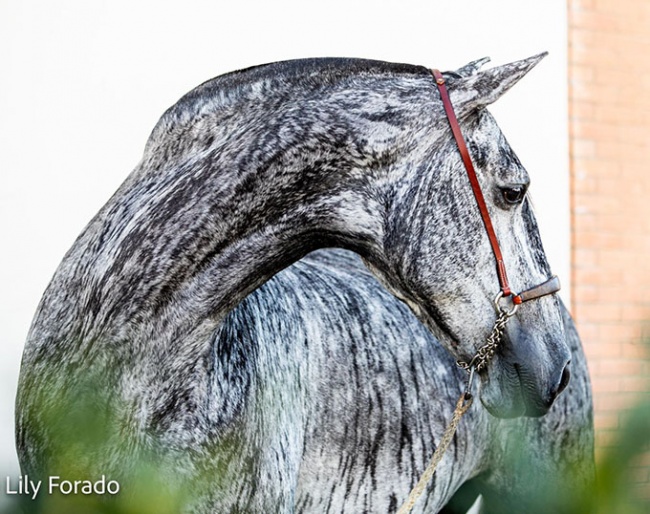 Unica K, a brindle coloured PRE became the eye catcher "hors concours" of 2022 SICAB :: Photo © Lily Forado