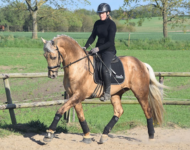 Andante H (by Blue Hors Don Olymbrio L x Magic Memphis)