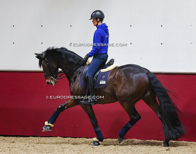 Kazuki Sado schooling Furst William HC at the 2022 CDI Kronenberg :: Photo © Astrid Appels