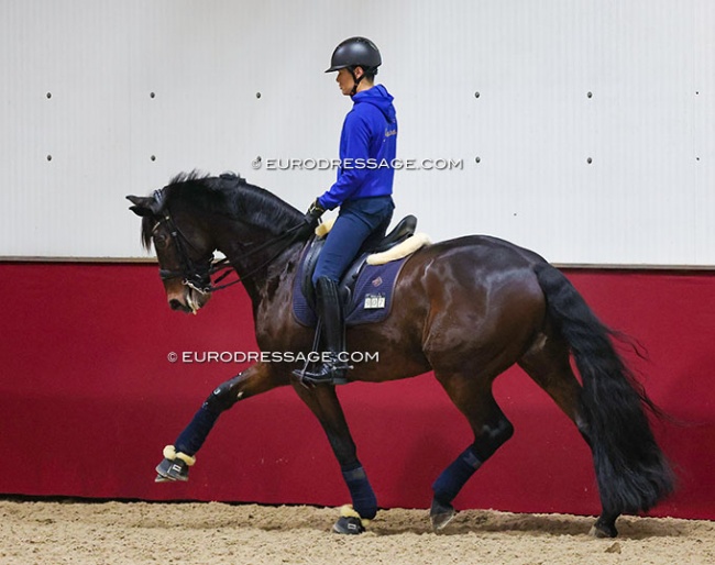 Kazuki Sado schooling Furst William HC at the 2022 CDI Kronenberg :: Photo © Astrid Appels