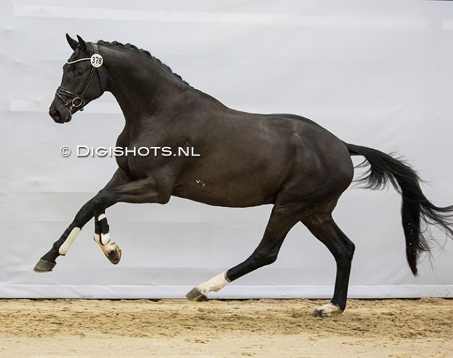 Fourteen Colts Pass on Third Pre-Selection Day for 2023 KWPN Stallion  Licensing