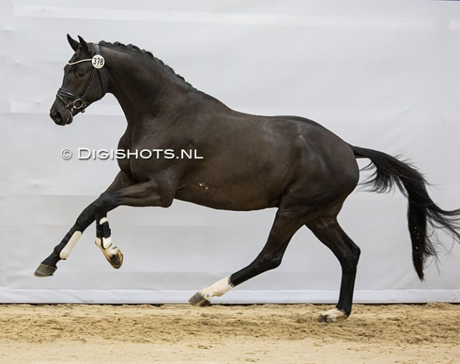 Parero (by Toto Jr. X Negro) :: Photo © Digishots