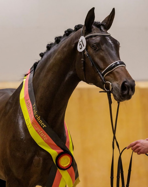 Grace Kelly was named the 2022 Trakehner Elite Mare Champion in Neumunster :: Photo © Stefan Lafrentz