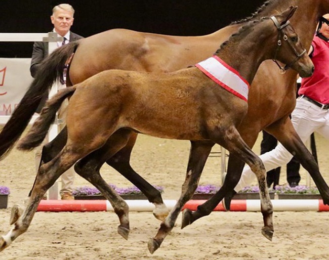 Dream Catcher A, 2022 Danish Warmblood Colt Foal Champion :: Photos © Horsenews.dk