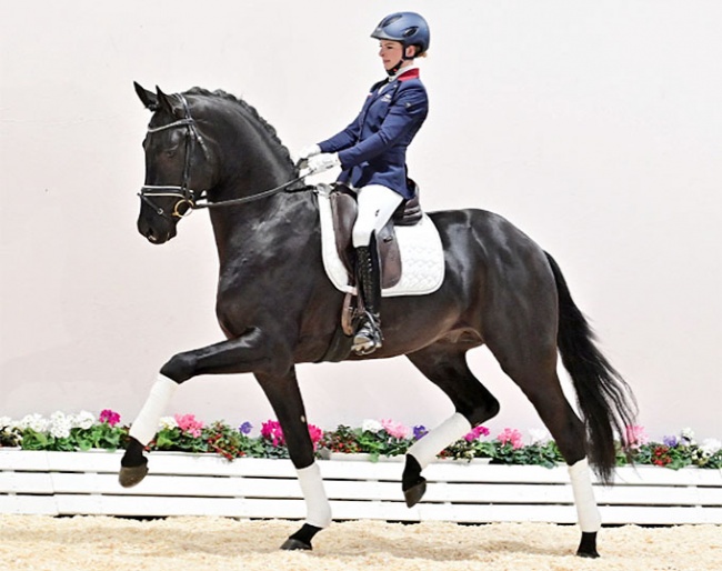 Splendid, the 2021 Oldenburg Saddle Licensing champion :: Photo © OLD Art