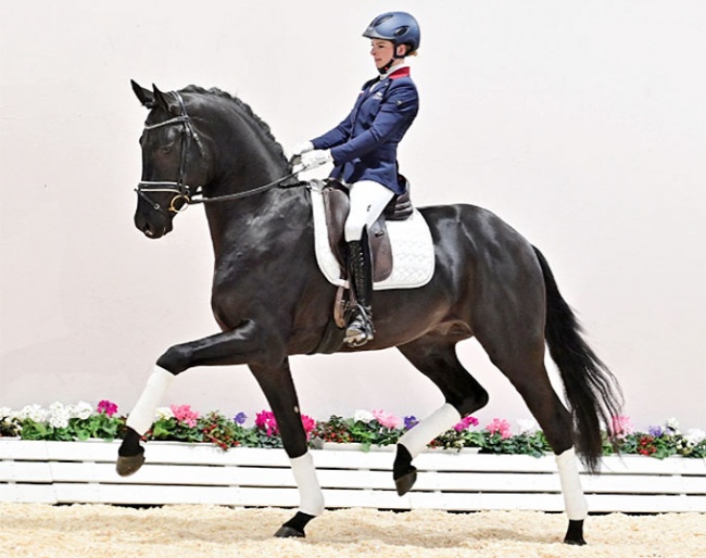 Splendid, the 2021 Oldenburg Saddle Licensing champion :: Photo © OLD Art