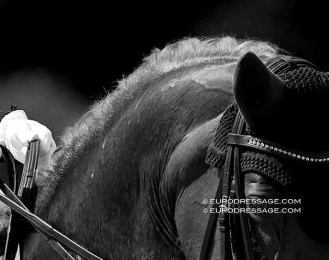 A swollen parotid gland in a dressage horse at a CDI competition :: Photo © Astrid Appels