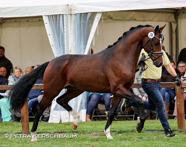 The Rhinelander bred Escamillo x Vivaldi x Lauries Crusador xx at the 2022 Hanoverian Stallion Licensing :: Photo © Petra Kerschbaum