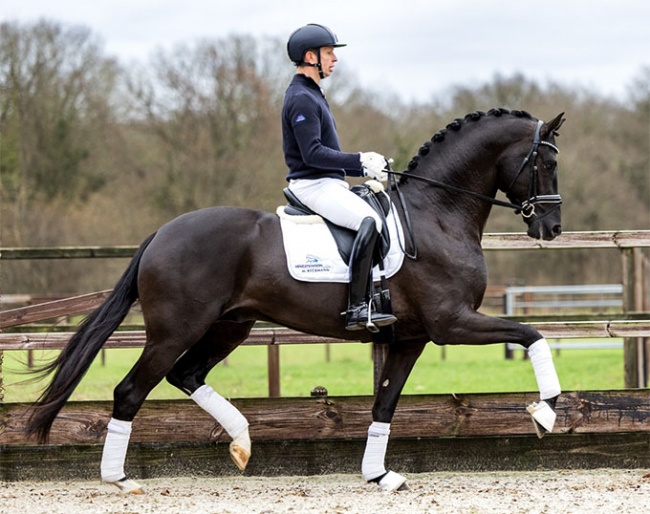 Bart Veeze on Fanegro :: Photo © Equigeniek