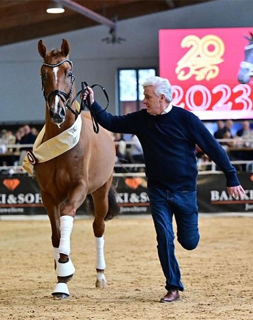 Thomas Casper of Gestut Birkhof running his licensing champion Veni Vidi Vici at the 2023 DSP Stallion Licensing in Munich :: Photo © Bjorn Schröder / courtesy Birkhof