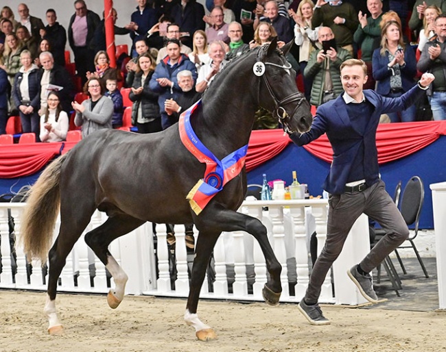 Sönke Rothenberger trotting up his 2023 Oldenburg licensing champion by Bon Courage x Sezuan :: Photo © OLD Art