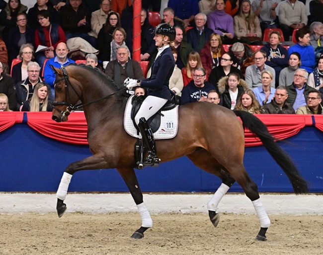 Madita Rentz presents Federer at the 2023 Oldenburg Stallion Licensing where the stallion got the main premium title :: Photo © OLD Art