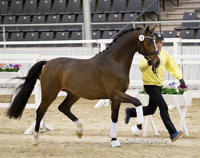 The 2.5-year old Zackerey - De Niro - Conen at the 2023 Hanoverian Late Licensing :: Photo © Christina Beuke