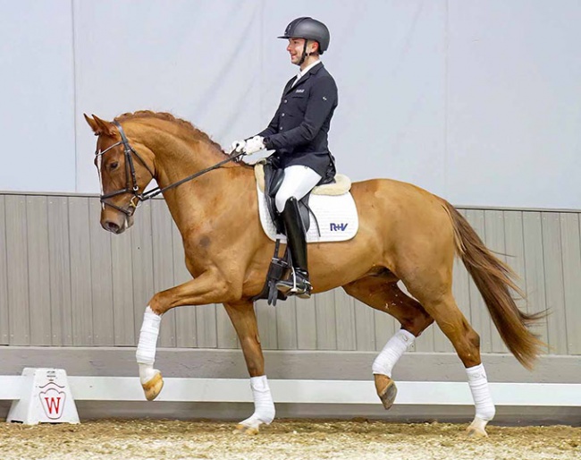  Top price of the dressage horses:  Ecstasy (by Escolar x Sir Donnerhall I) :: Photo © Reckimedia