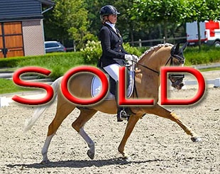 Biebosschen Dandy Lion sold within one mont to Greek Malvina Nikolaidis ! The first caller bought him!