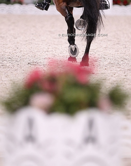 Don't miss a hoofbeat :: Photo © Astrid Appels
