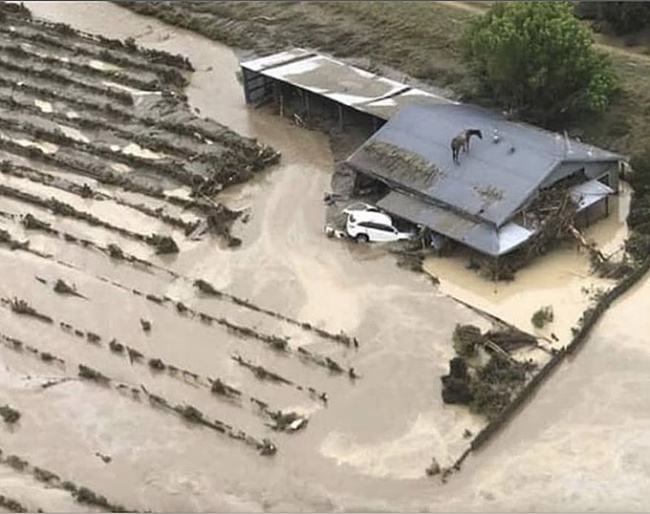 Horse stranded on a roof of a building after cyclone Gabrielle hit the Hawke's Bay area in New Zealand :: Photo ©  NZ Equestrian Scene