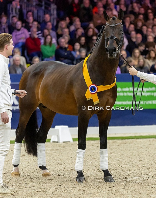 Bordeaux at the 2023 KWPN Stallion Licensing where he was proclaimed preferent :: Photo © Dirk Caremans