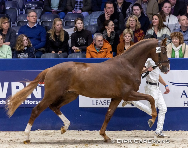 Pride (by Secret out of Jovian's full sister Idol (by Apache x Tango) is for sale in the 2023 KWPN Select Sale :: Photos © Dirk Caremans