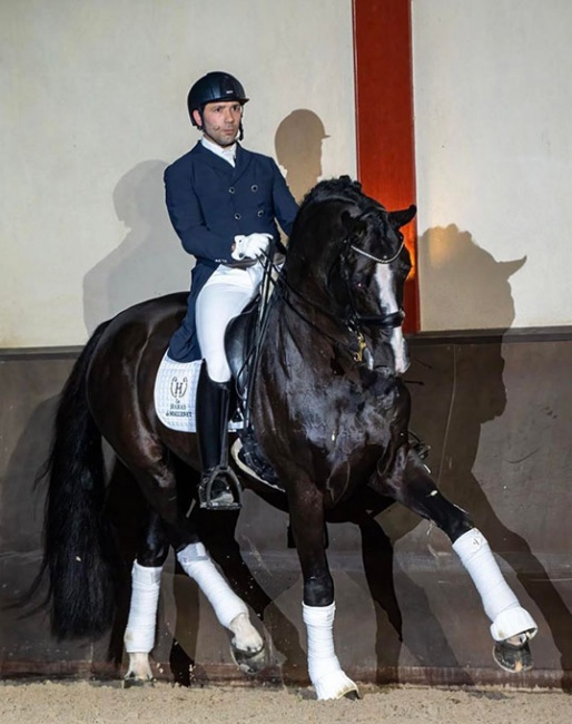 Manuel Dominguez and Danciano de Malleret at the first Haras de Malleret private stallion show on 3 February 2023 :: Photo © Karen Chaplin